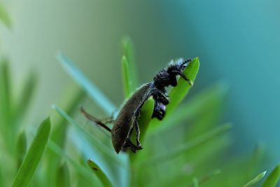 Close-up of insect on plant