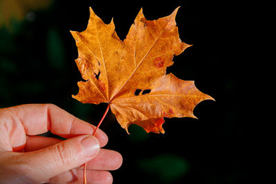 leaf