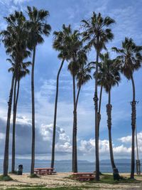 Palm trees on beach against sky