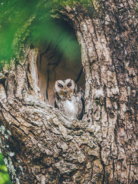 High angle view of dead tree trunk