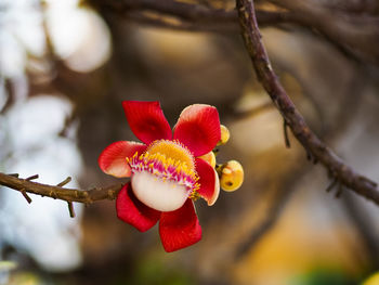 Close-up of red flowering plant