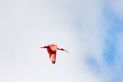 Low angle view of bird flying in sky