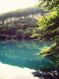 Scenic view of trees in forest