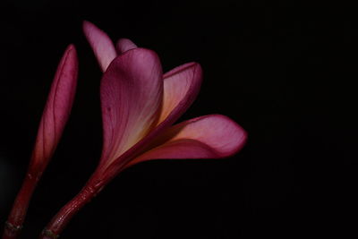 Close-up of pink frangipanis against black background