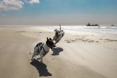 View of dogs on beach