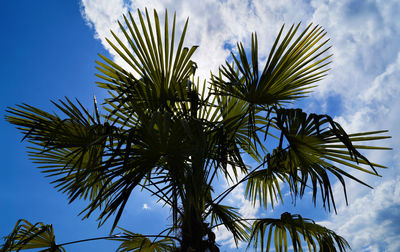 Low angle view of palm tree against sky