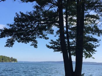 Trees by sea