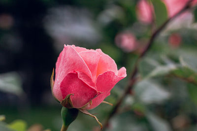 Close-up of pink rose