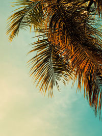 Low angle view of palm tree against sky