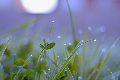 Close-up of dew drops on grass