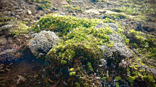 High angle view of plants growing on field