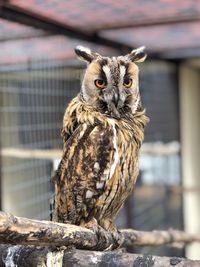 Portrait of owl perching outdoors