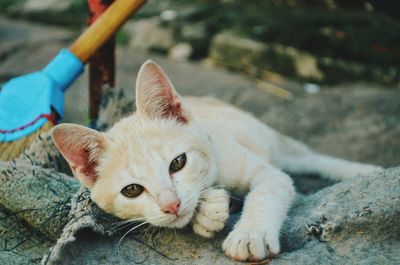 Portrait of cat sitting outdoors