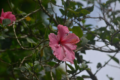 Close-up of pink flowers