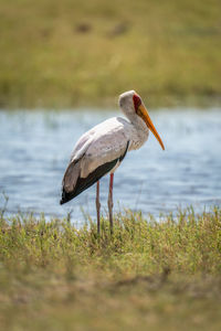 Bird on field