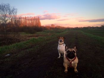 Dog on grassy field