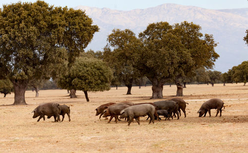 Horses walking in a field