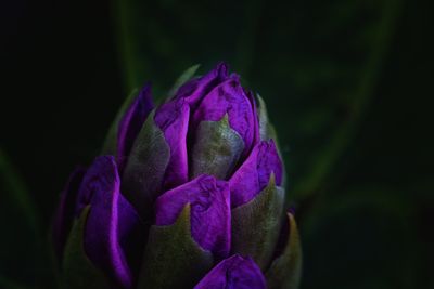 Close-up of purple flowering plant