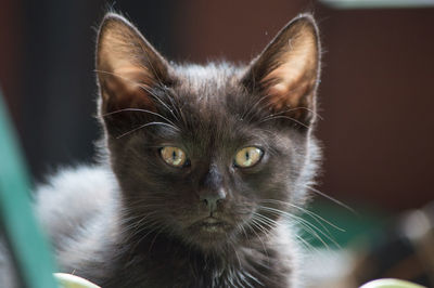 Close-up portrait of cat