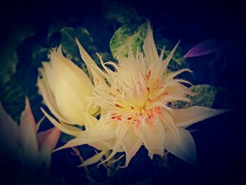 Close-up of yellow flower