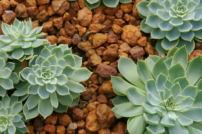 Succulent drought tolerant plants in rocky planting bed