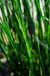 Close-up of green grass