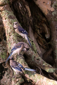 Low angle view of lizard on tree trunk