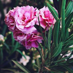 Close-up of pink flowers