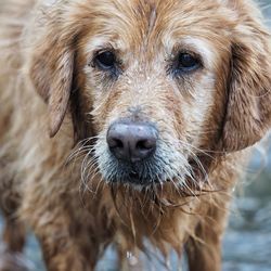 Close-up portrait of golden retriever