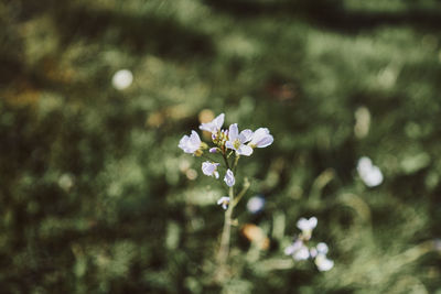 Close-up of white flowering plant