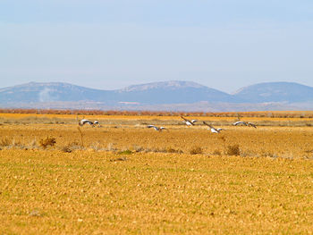 Flock of birds on desert against clear sky