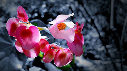 Close-up of pink flowers