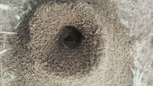 Full frame shot of a horse on sand