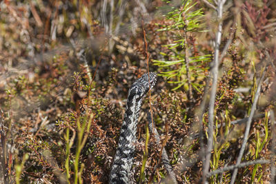 View of lizard on field