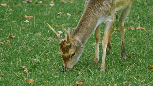 View of deer grazing in field