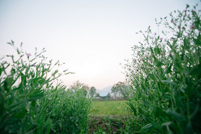 Scenic view of grassy field against clear sky