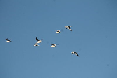 Low angle view of birds flying against clear blue sky