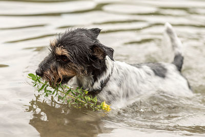 Dog in a lake