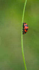 Close-up of ladybug on leaf