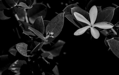 Close-up of plants against black background