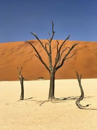 Bare tree on desert against clear sky