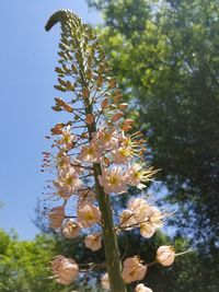 Low angle view of flowers blooming on tree