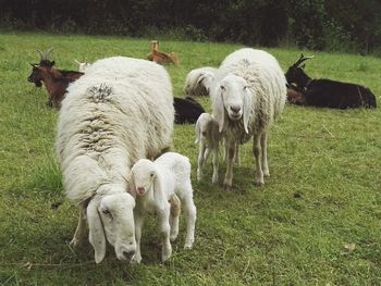 Sheep in a field