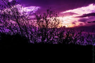 Silhouette of trees against cloudy sky