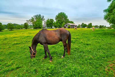 Horse grazing on fresh spring grass in a field.