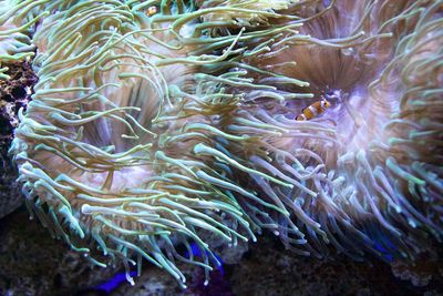 Close-up of coral underwater