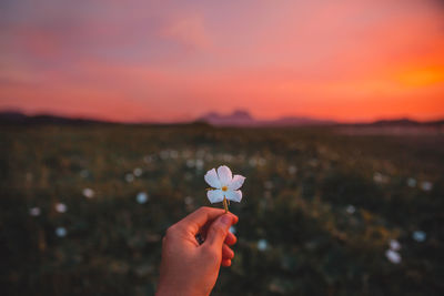 Cropped hand holding purple flower against orange sky