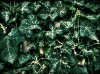 Full frame shot of leaves