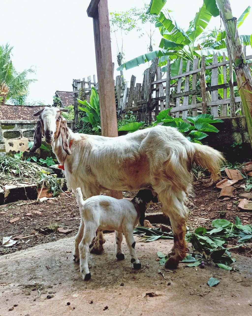 mammal, animal, animal themes, domestic animals, pet, livestock, nature, farm, plant, group of animals, cattle, day, standing, no people, rural area, agriculture, tree, land, outdoors, two animals, young animal, field, pasture