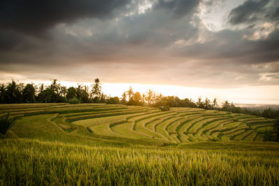 Beautiful rice terrace in sunset 